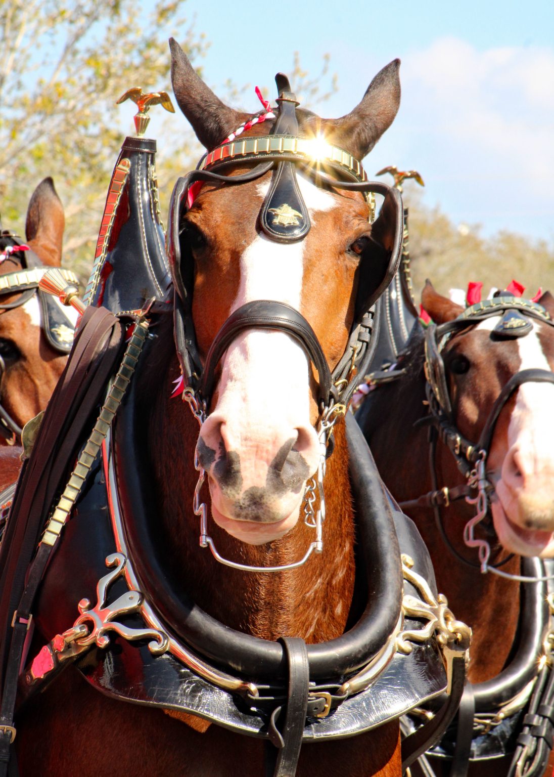 Budweiser Clydesdales Swamp Cabbage Parade Suncoast Beverage Sales