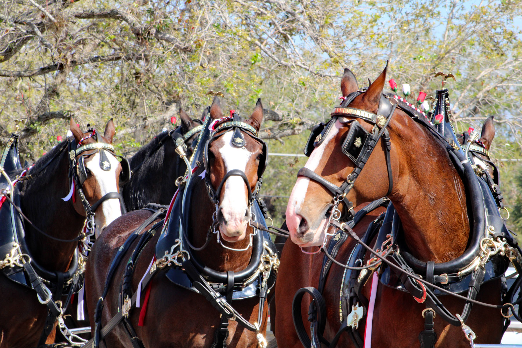 Budweiser Clydesdales Swamp Cabbage Parade Suncoast Beverage Sales