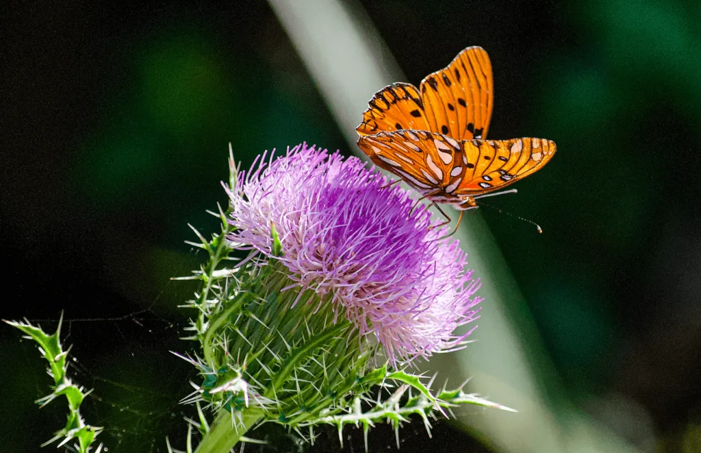 Flower and butterfly